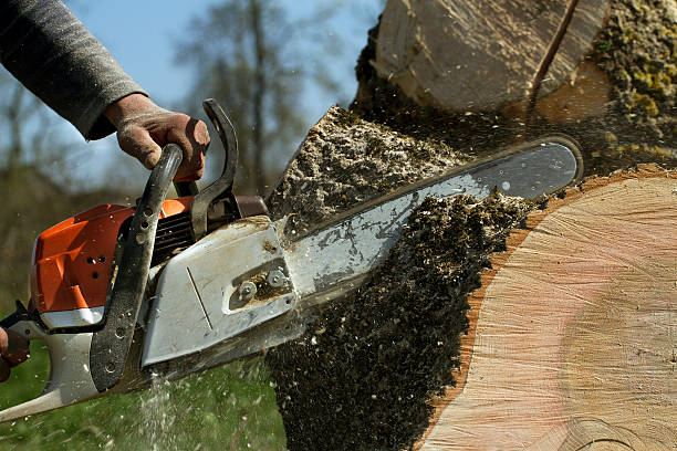 How Our Tree Care Process Works  in  Radium Springs, NM